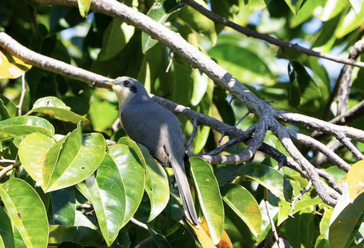 Mangrovekuckuck - ML620242173