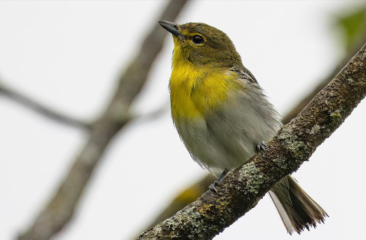 Yellow-throated Vireo - ML620242176