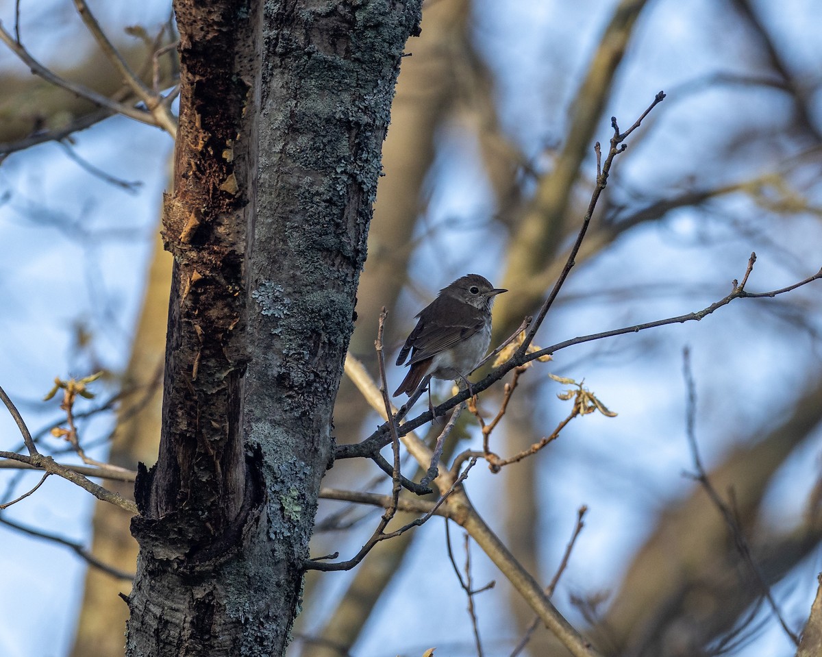 Hermit Thrush - ML620242180