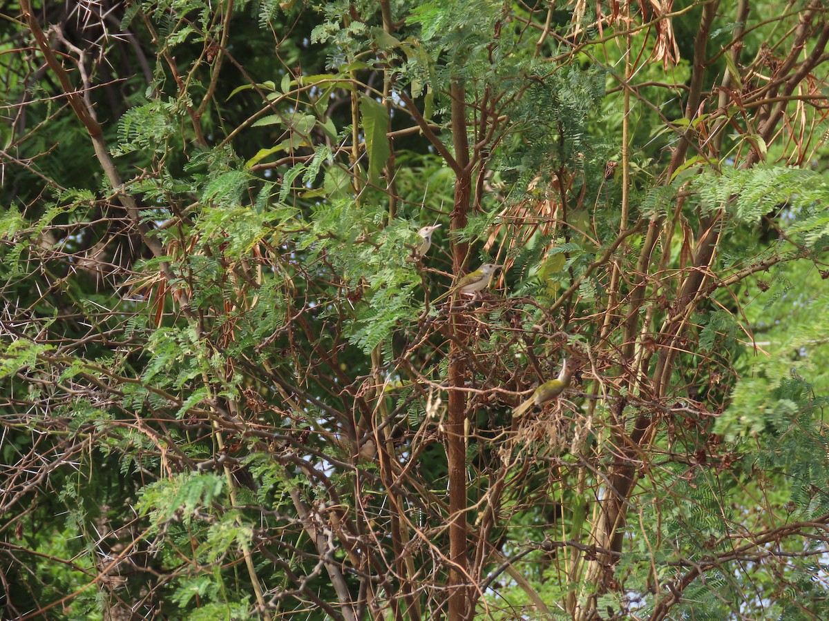 Common Tailorbird - ML620242186