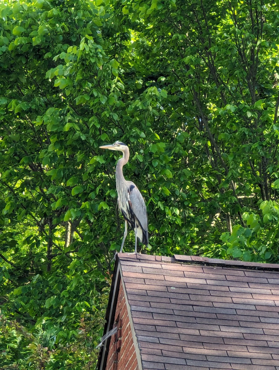 Great Blue Heron - ML620242193