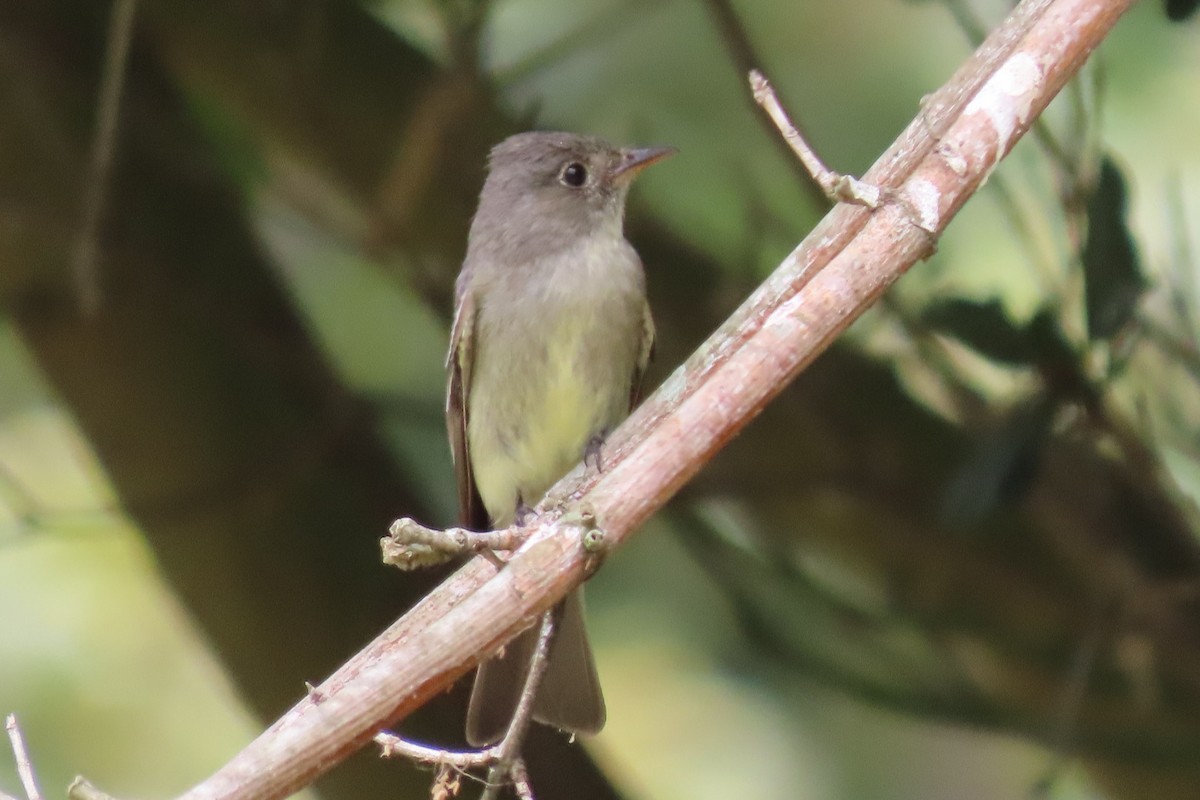 Eastern Wood-Pewee - ML620242198