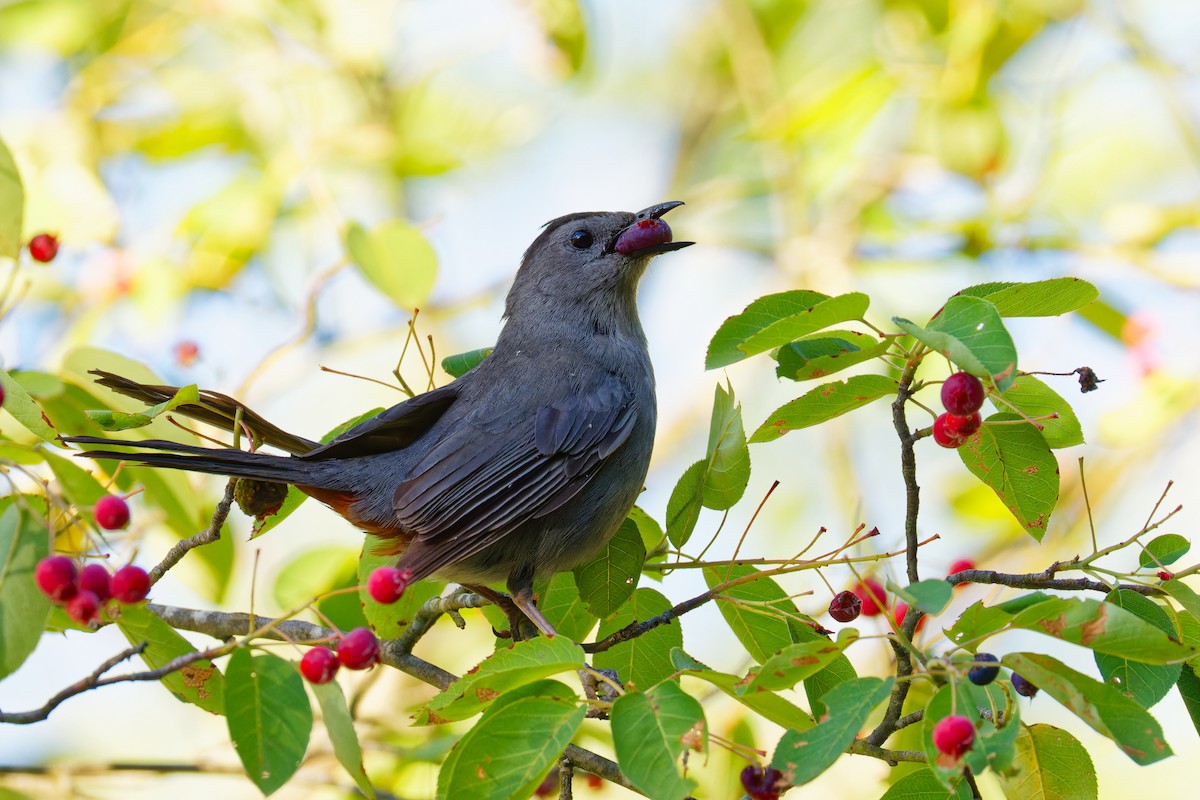 Gray Catbird - ML620242202