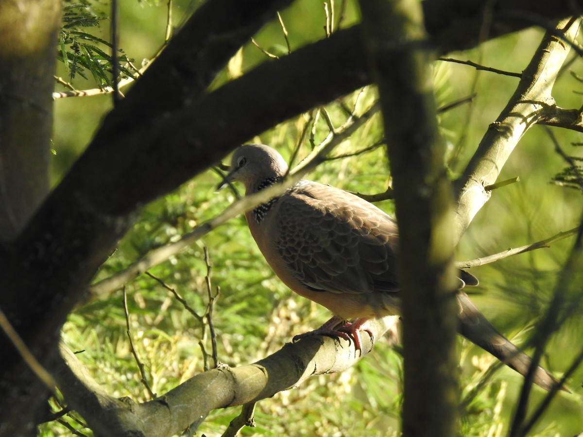 Spotted Dove - ML620242205