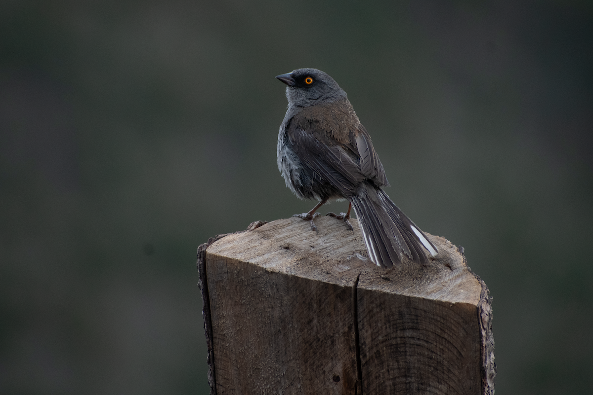 Yellow-eyed Junco - Autumn Rose