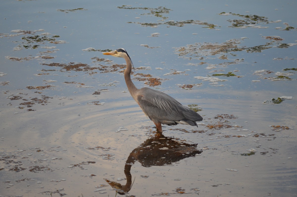 Great Blue Heron - ML620242219