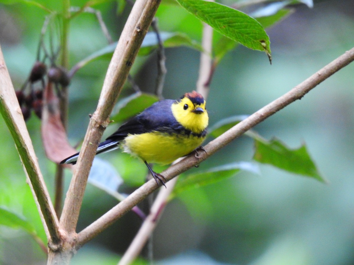 Collared Redstart - Amy Collins