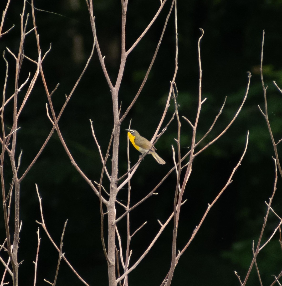 Yellow-breasted Chat - ML620242226