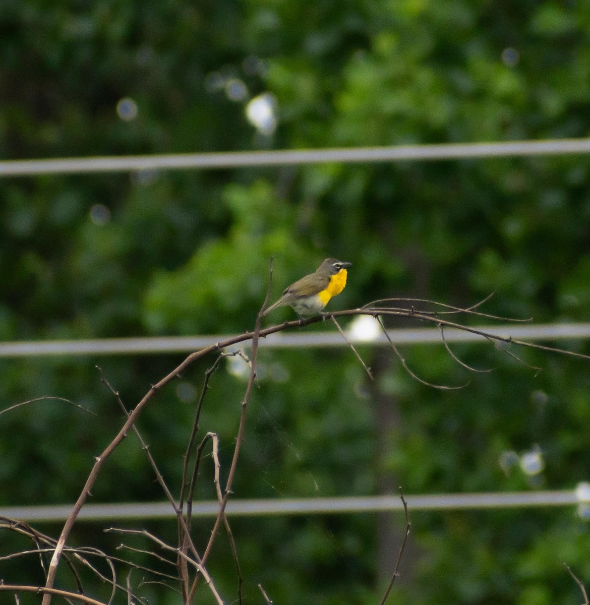 Yellow-breasted Chat - ML620242227