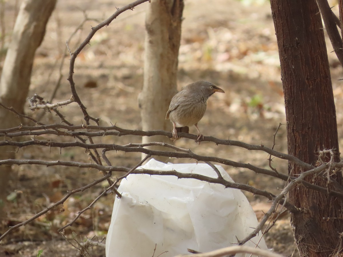 Jungle Babbler - ML620242229