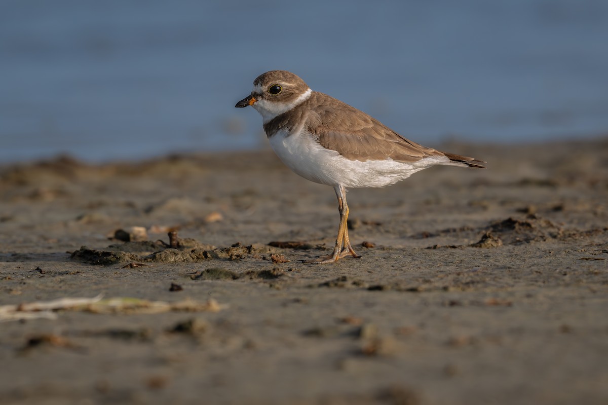 Semipalmated Plover - ML620242233