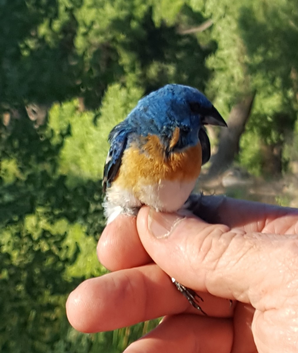 Lazuli Bunting - ML620242240