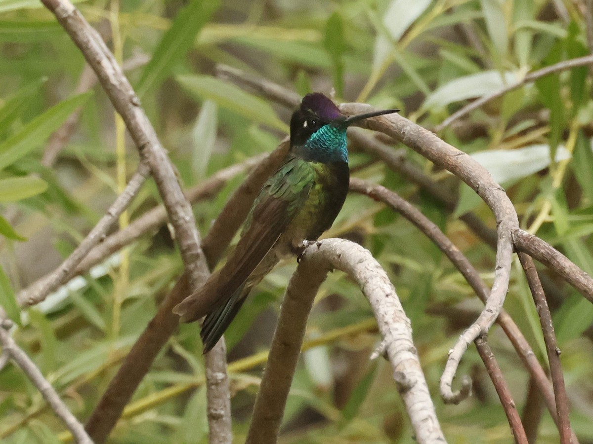 Colibri de Rivoli - ML620242241