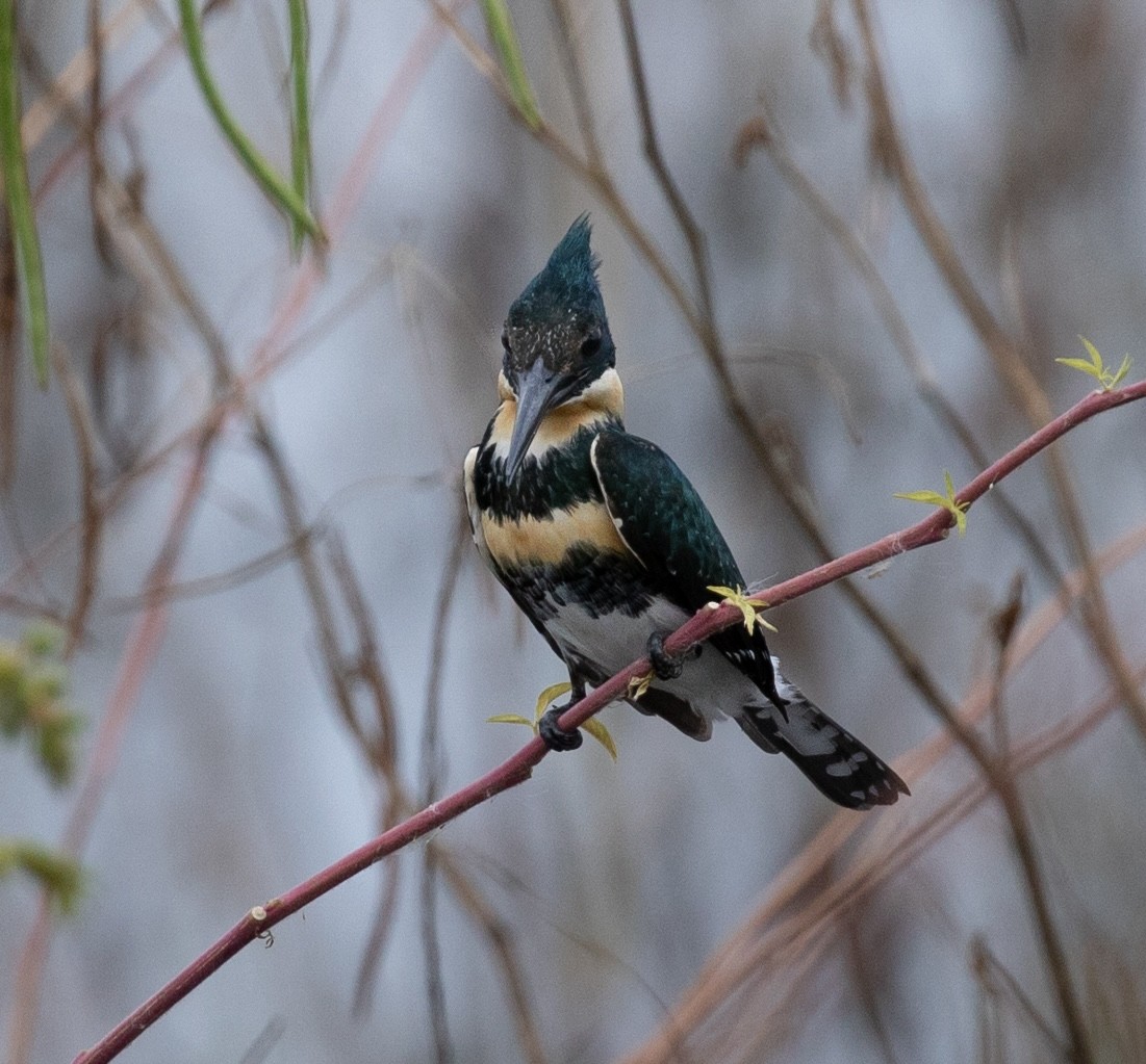 Green Kingfisher - ML620242243