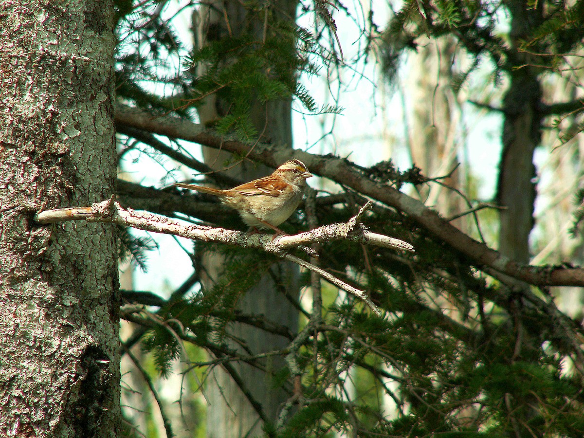 White-throated Sparrow - ML620242252