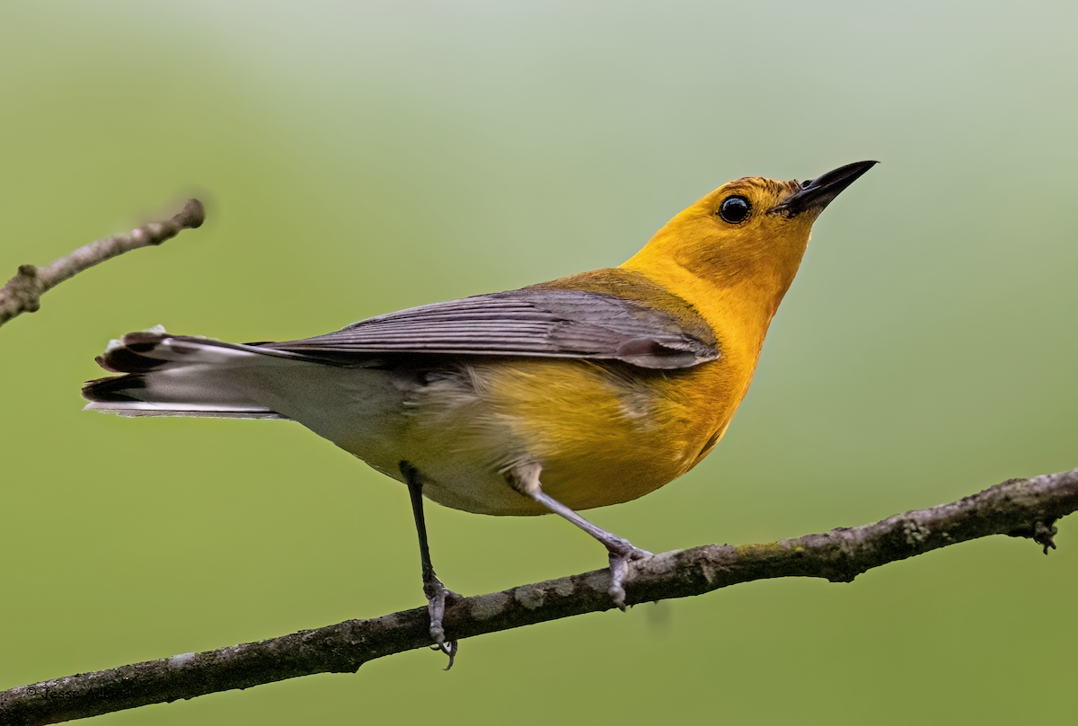 Prothonotary Warbler - ML620242260