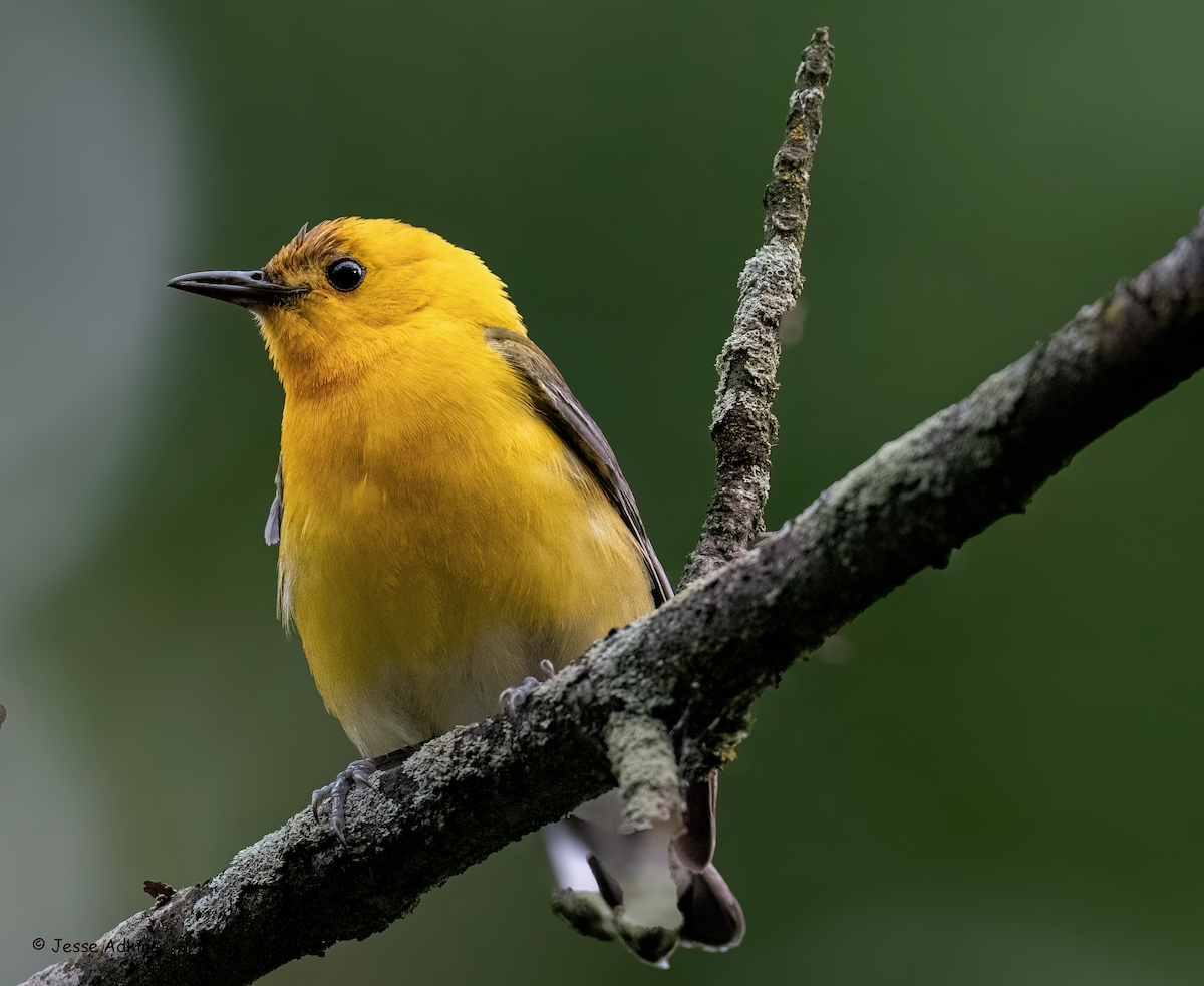 Prothonotary Warbler - ML620242261