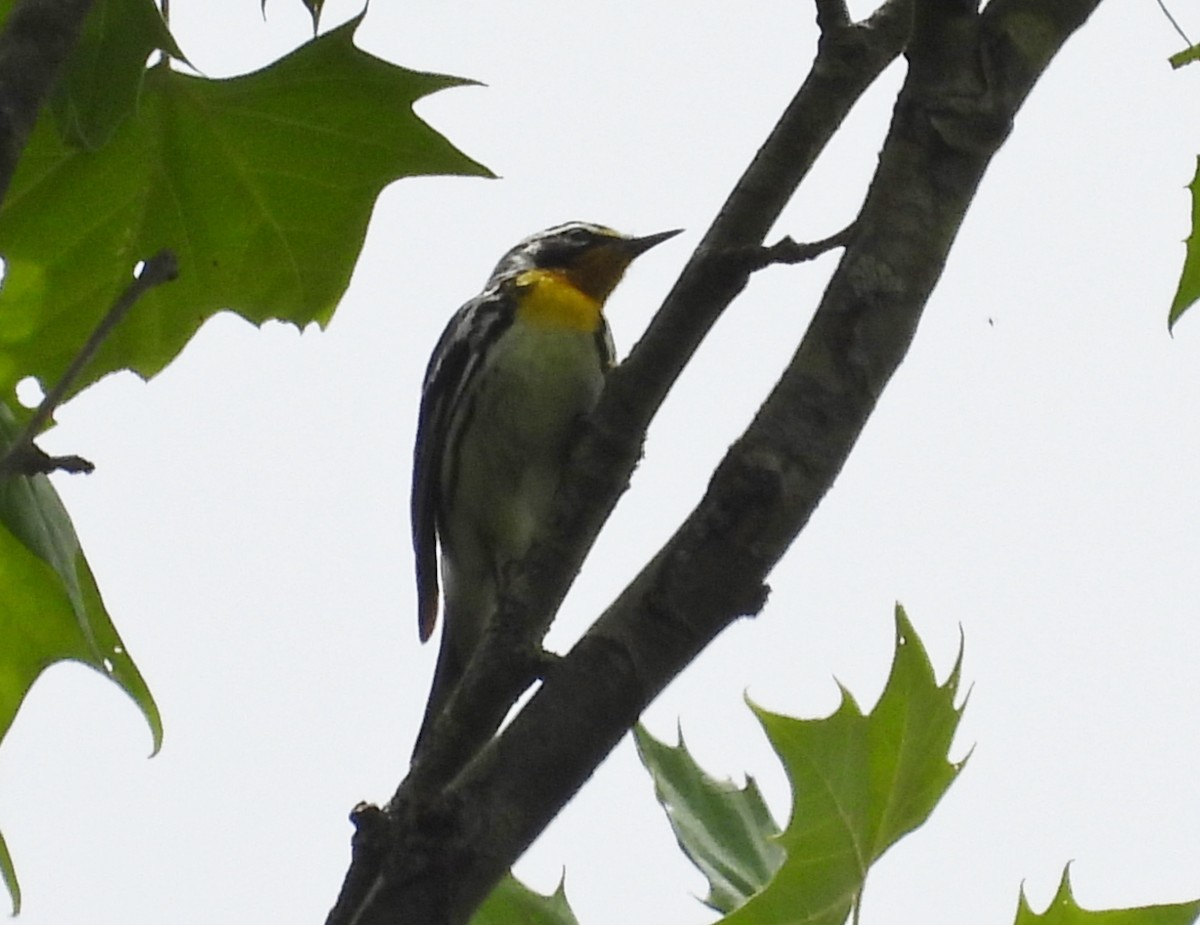 Yellow-throated Warbler - ML620242269