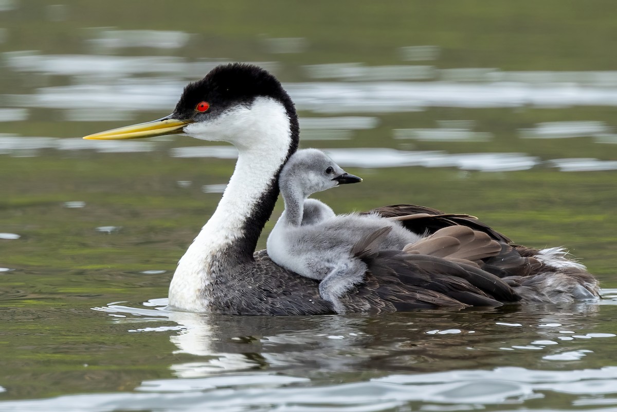 Western Grebe - ML620242279