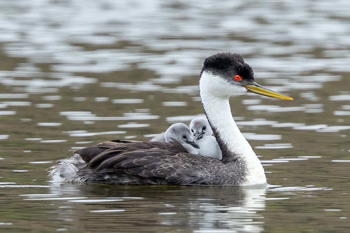 Western Grebe - ML620242282