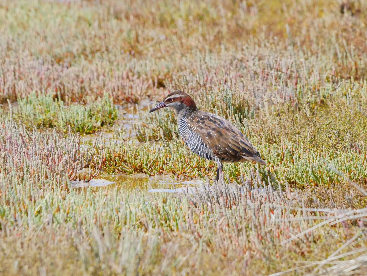 Buff-banded Rail - Mike Bickerdike