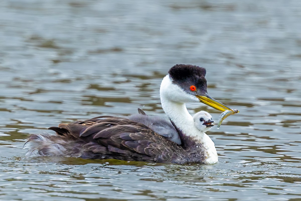 Western Grebe - ML620242288