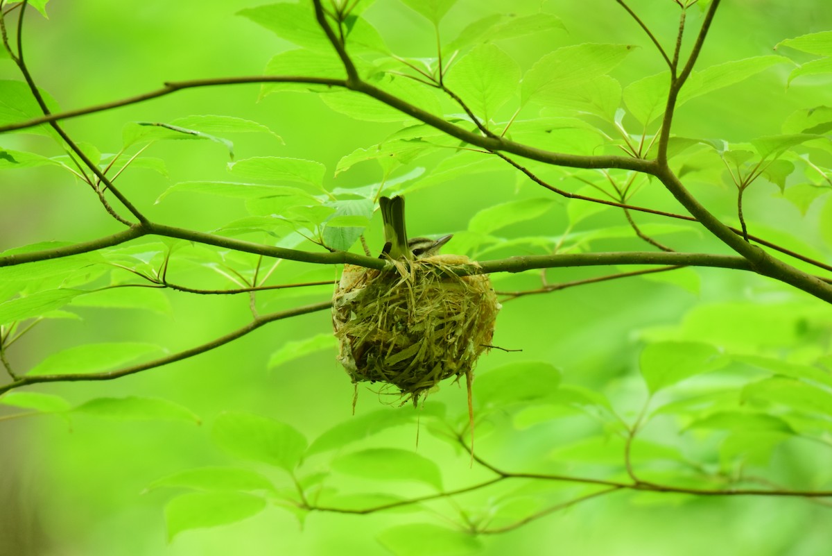 Vireo Ojirrojo - ML620242289