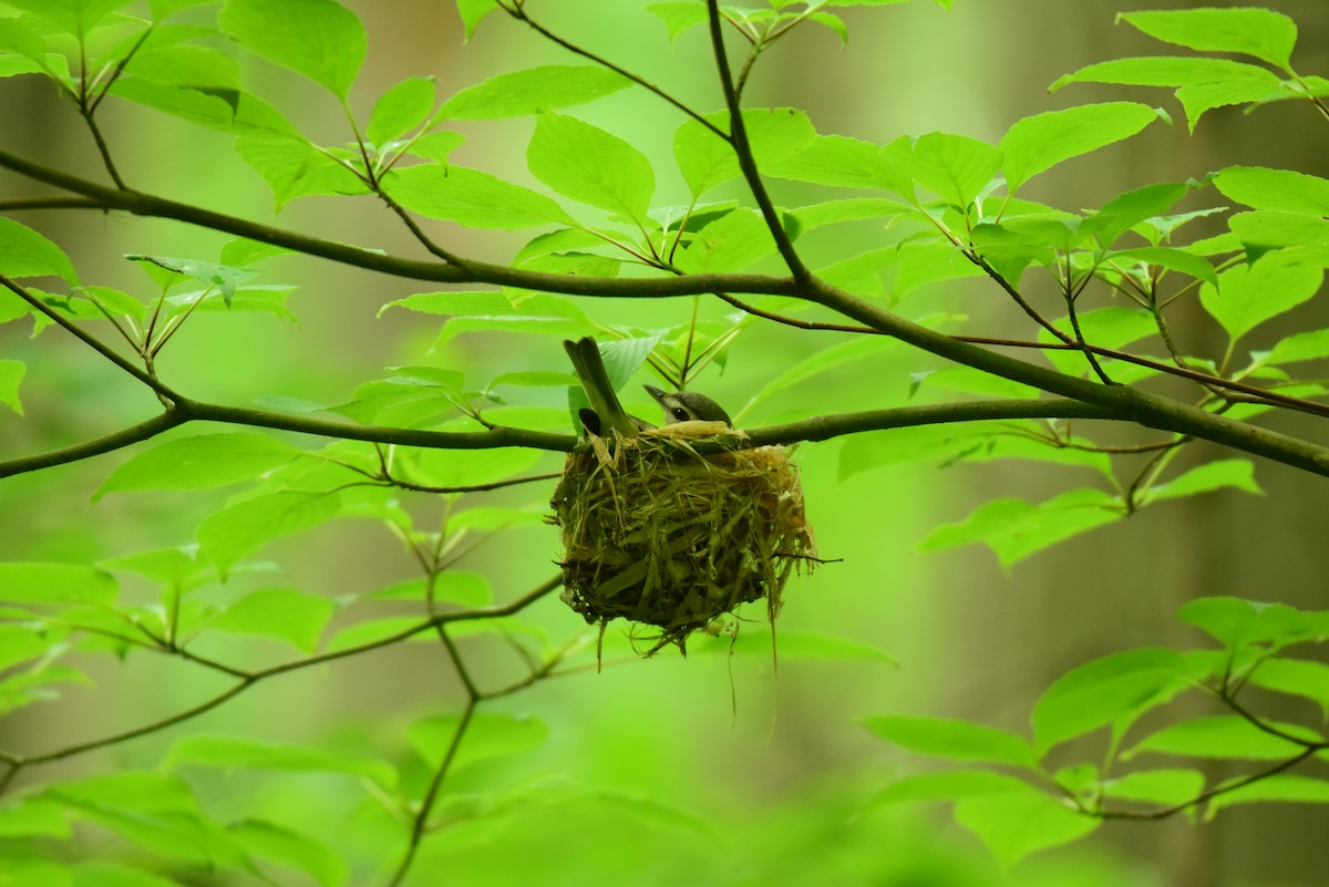 Red-eyed Vireo - ML620242290