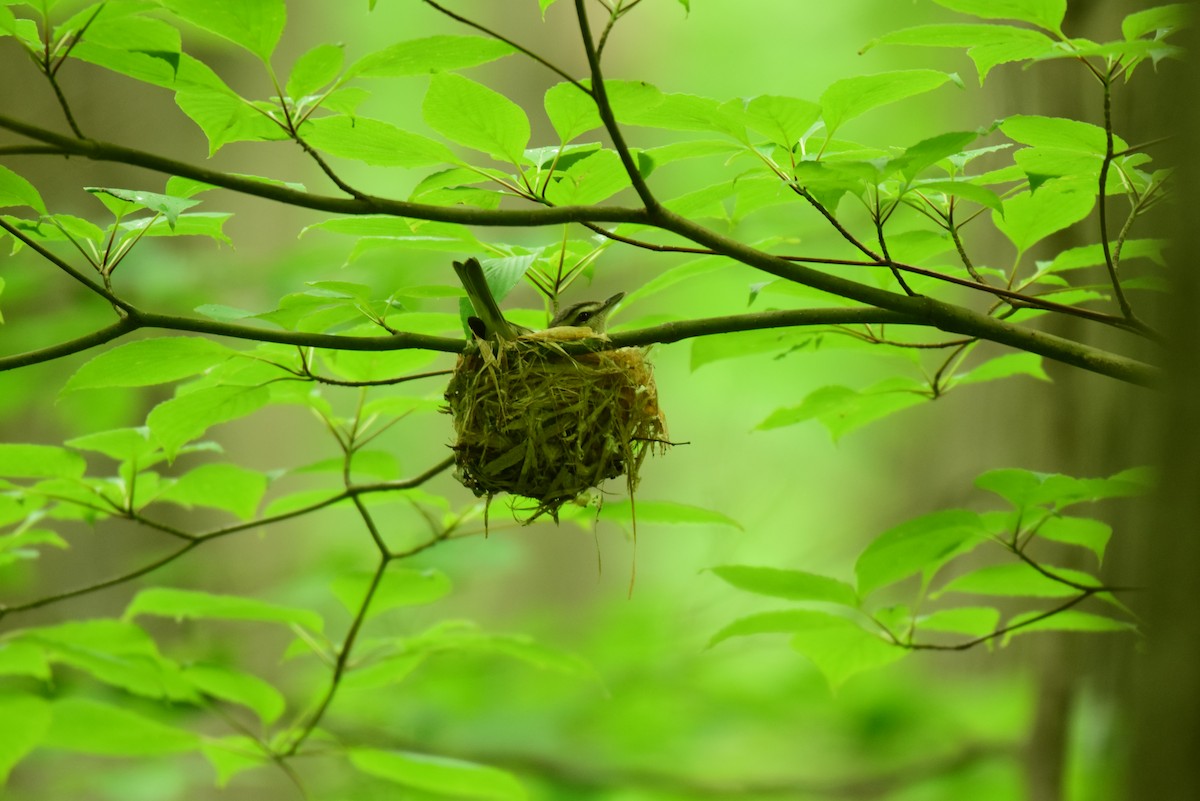 Red-eyed Vireo - ML620242291