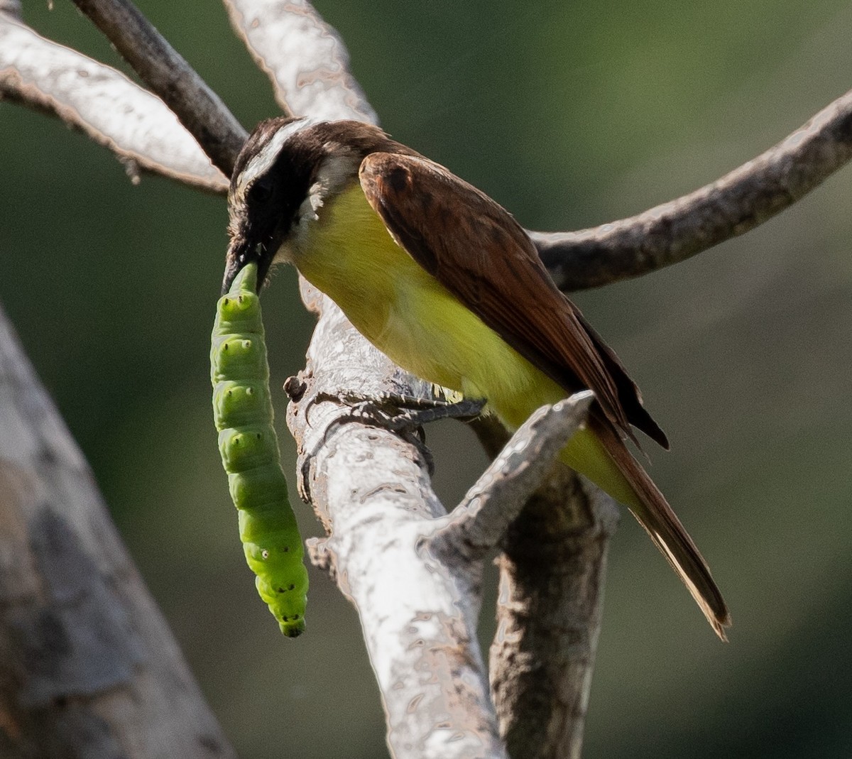 Great Kiskadee - ML620242297