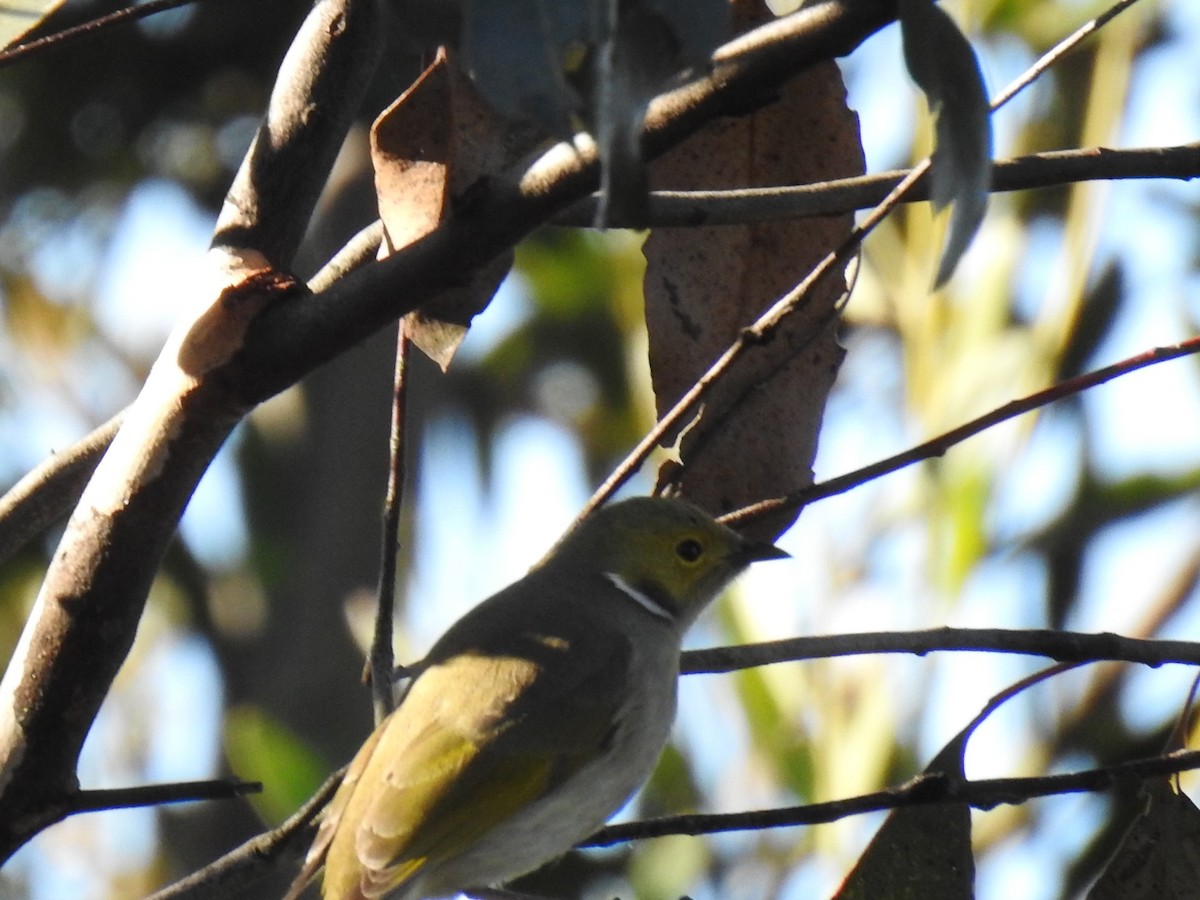 White-naped Honeyeater - ML620242300