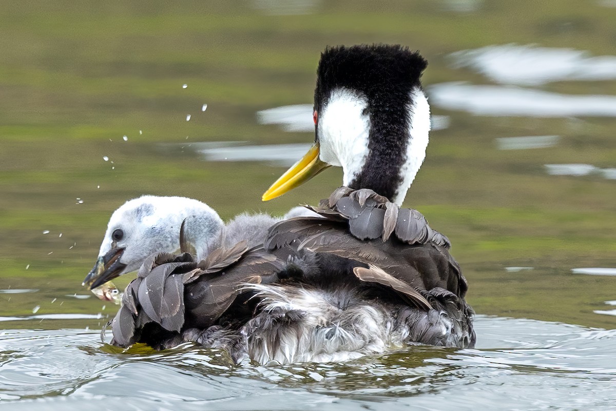Western Grebe - ML620242301