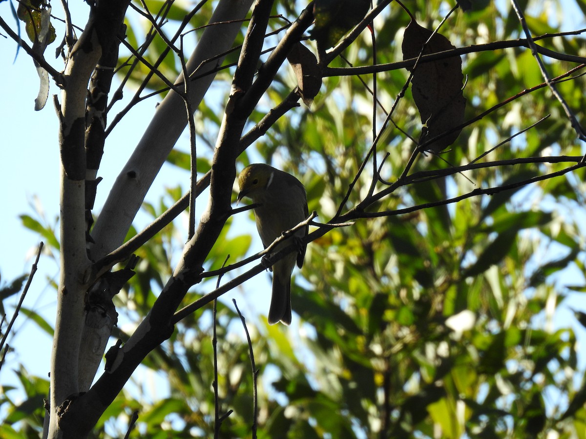 White-naped Honeyeater - ML620242303