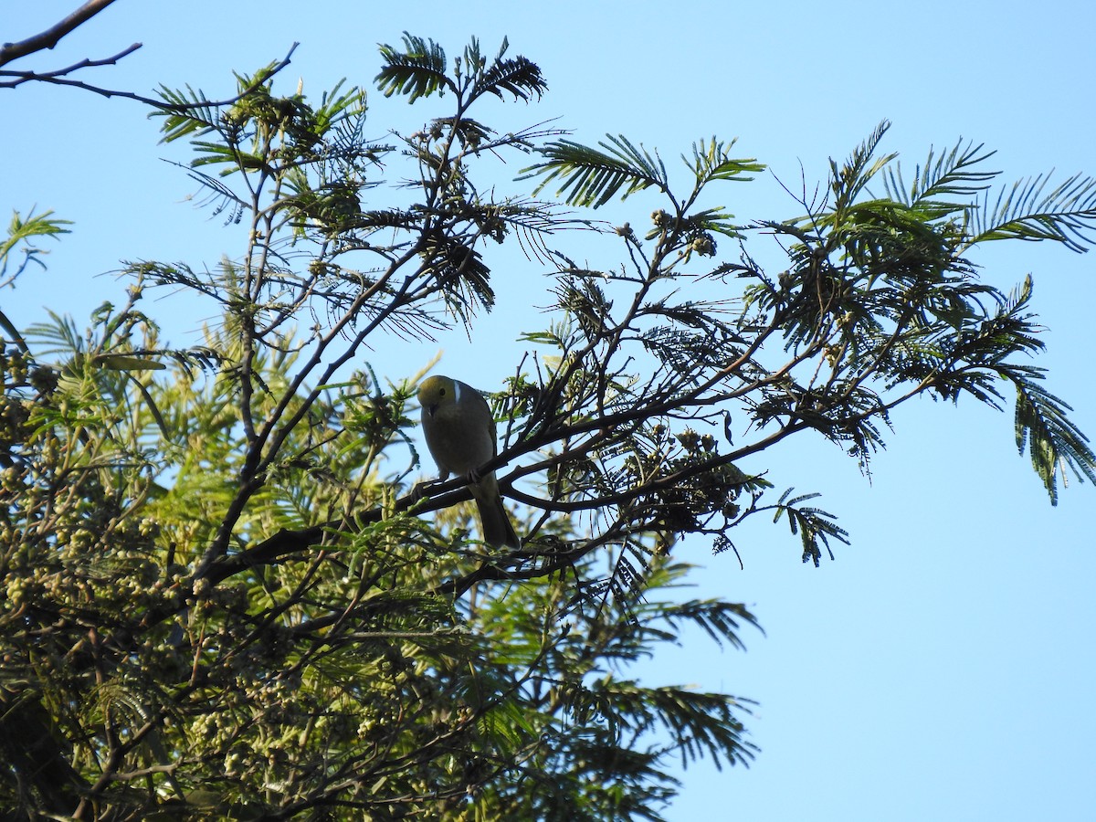 White-naped Honeyeater - ML620242305