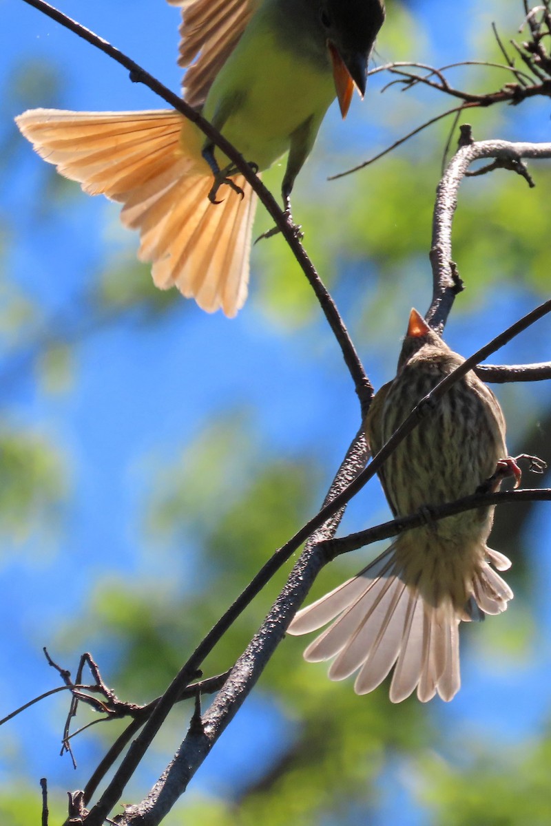 Great Crested Flycatcher - ML620242307