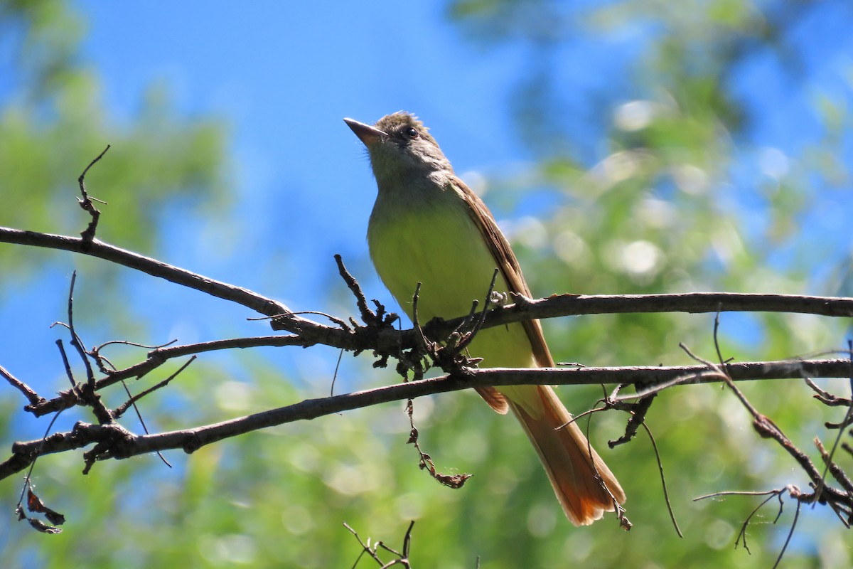Great Crested Flycatcher - ML620242308