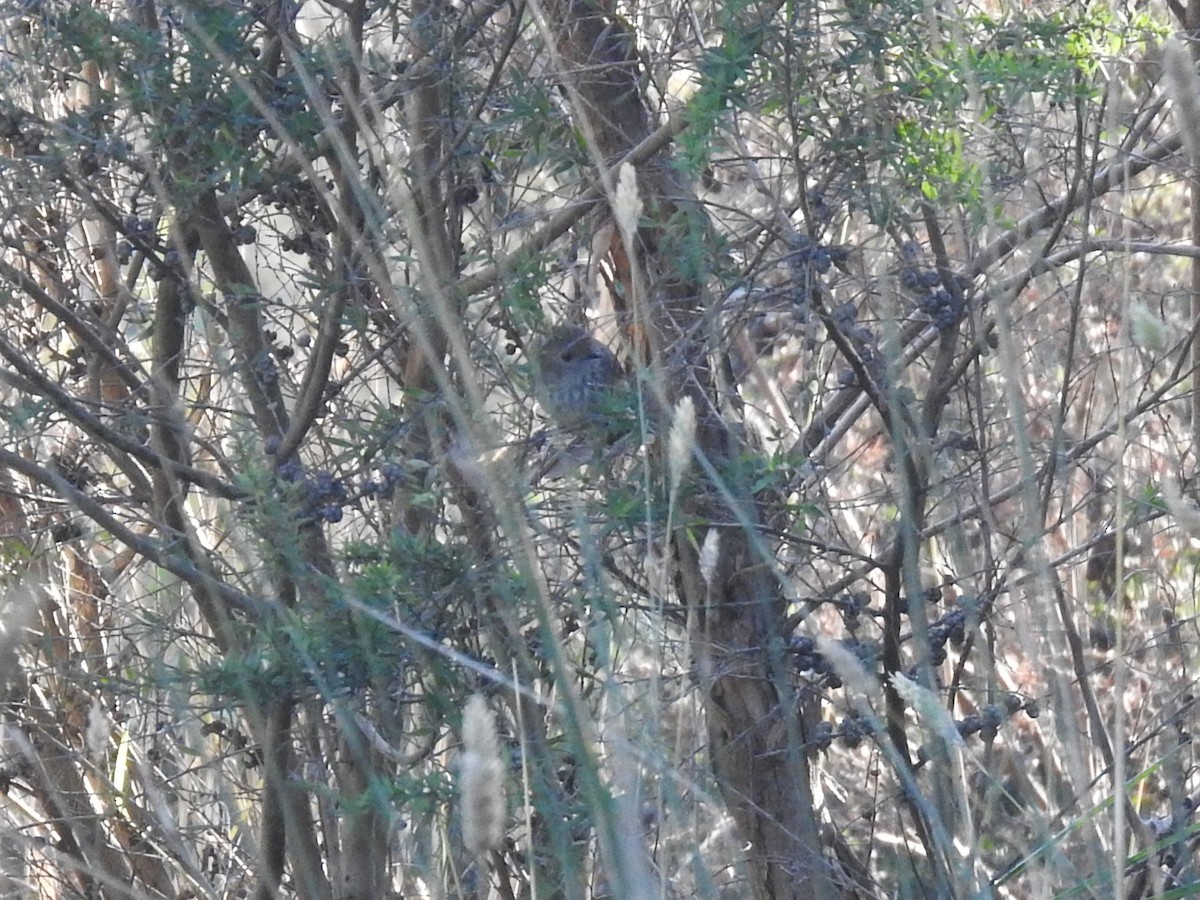 Brown Thornbill - ML620242316