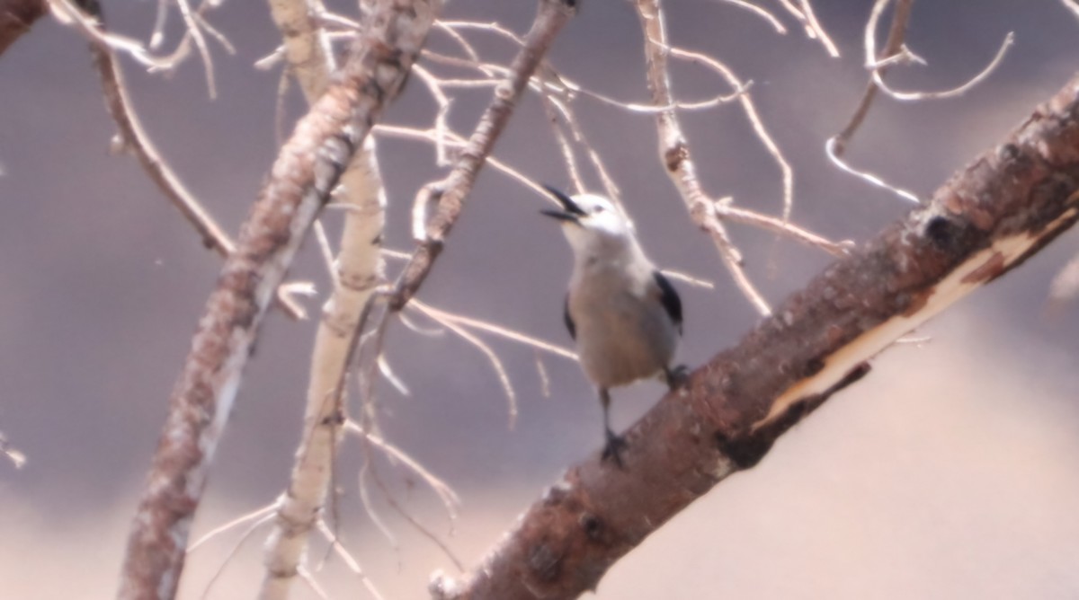 Clark's Nutcracker - ML620242320