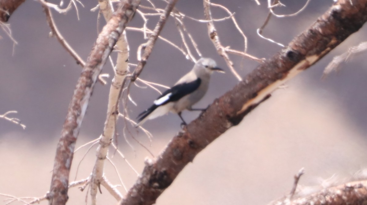 Clark's Nutcracker - ML620242322