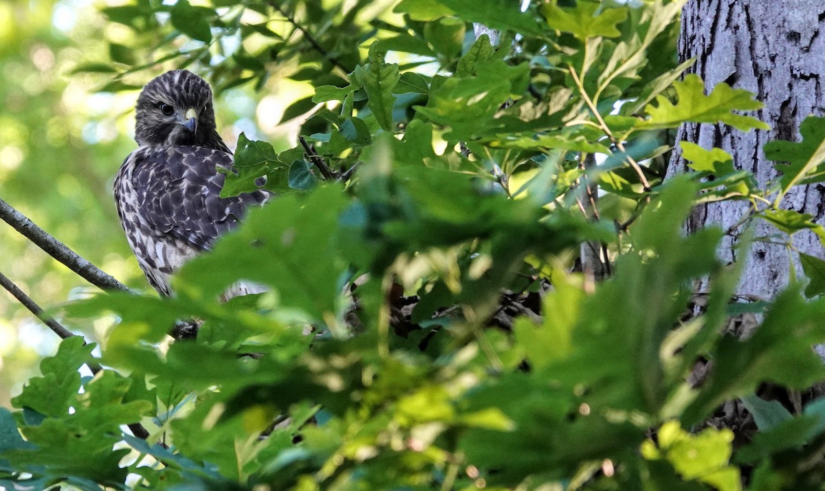 Red-shouldered Hawk - ML620242325