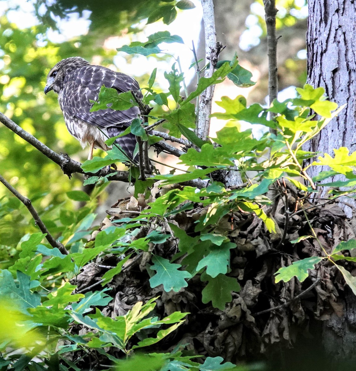 Red-shouldered Hawk - ML620242327