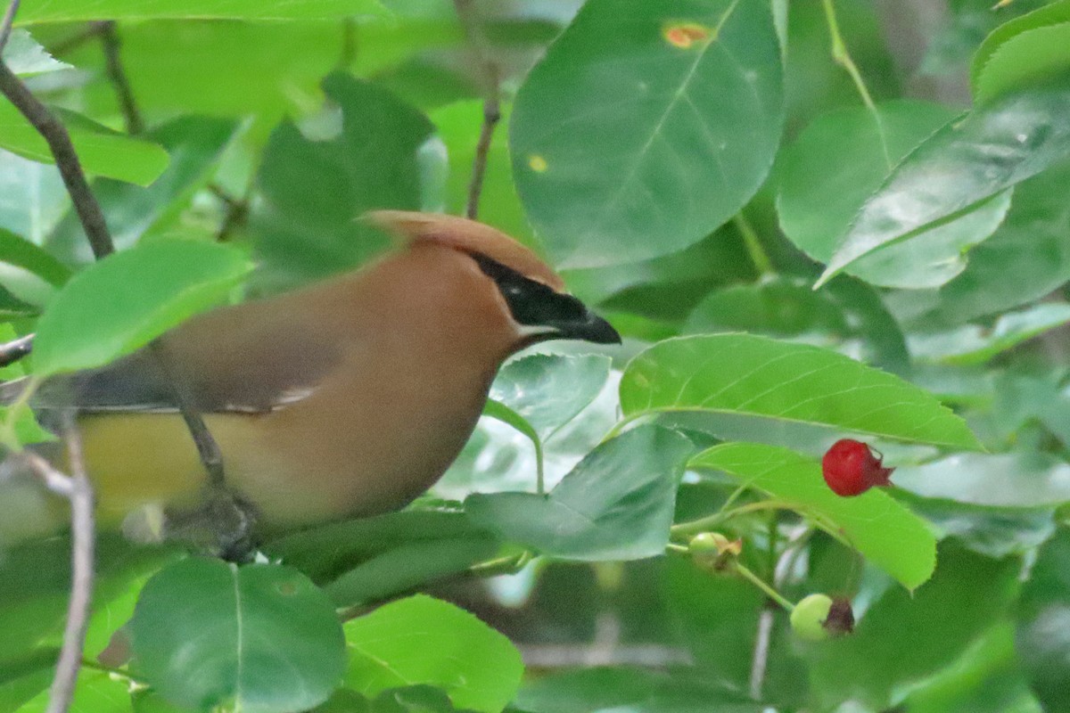 Cedar Waxwing - ML620242329