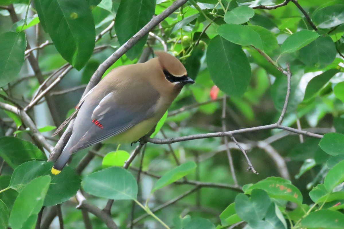 Cedar Waxwing - ML620242330