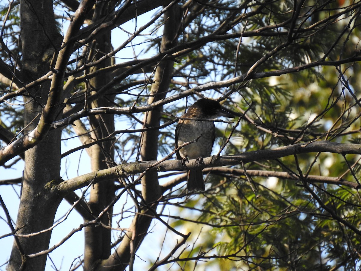 Gray Butcherbird - ML620242341