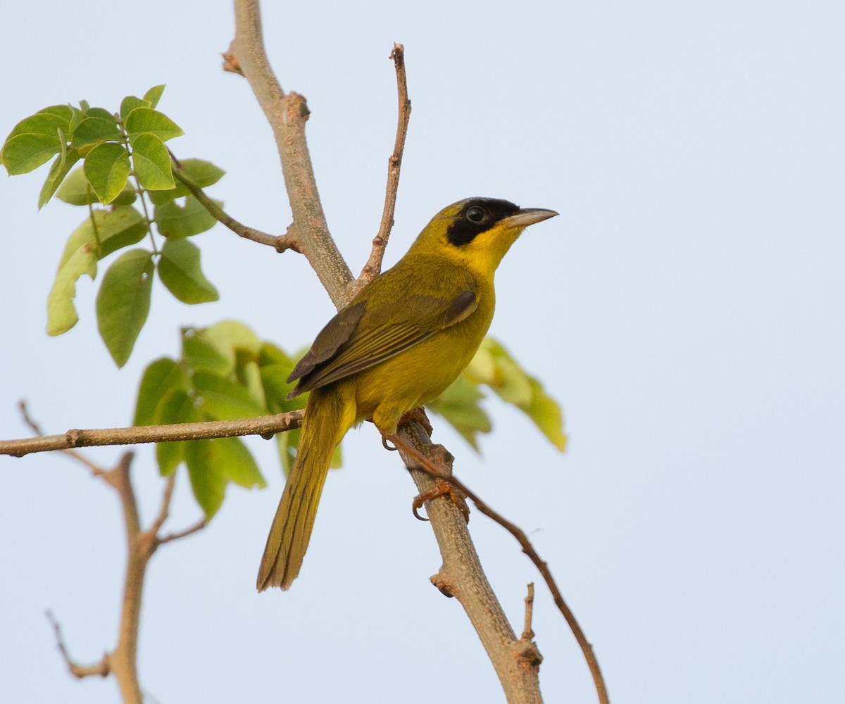 Mascarita Equinoccial (aequinoctialis) - ML620242351