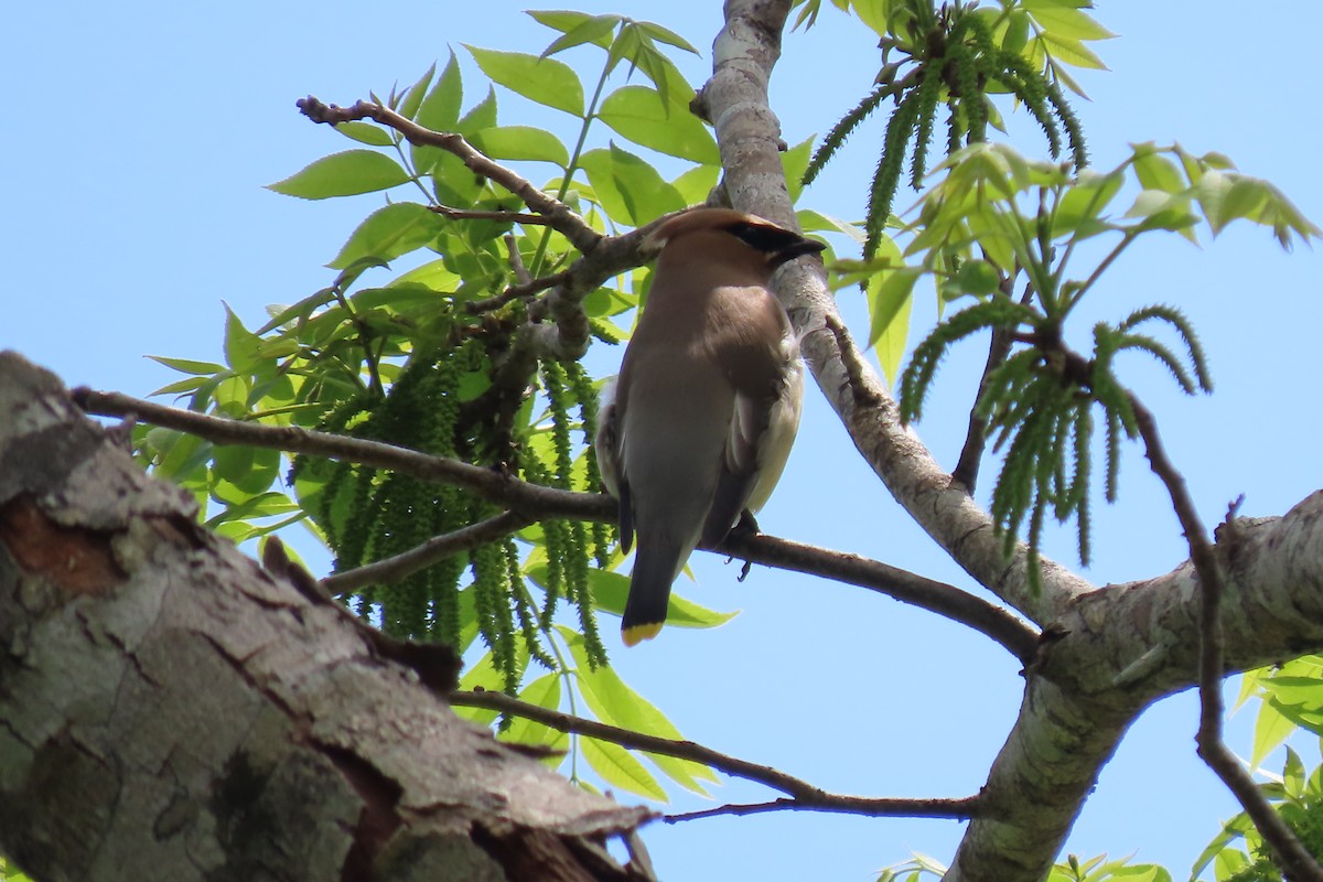 Cedar Waxwing - ML620242357