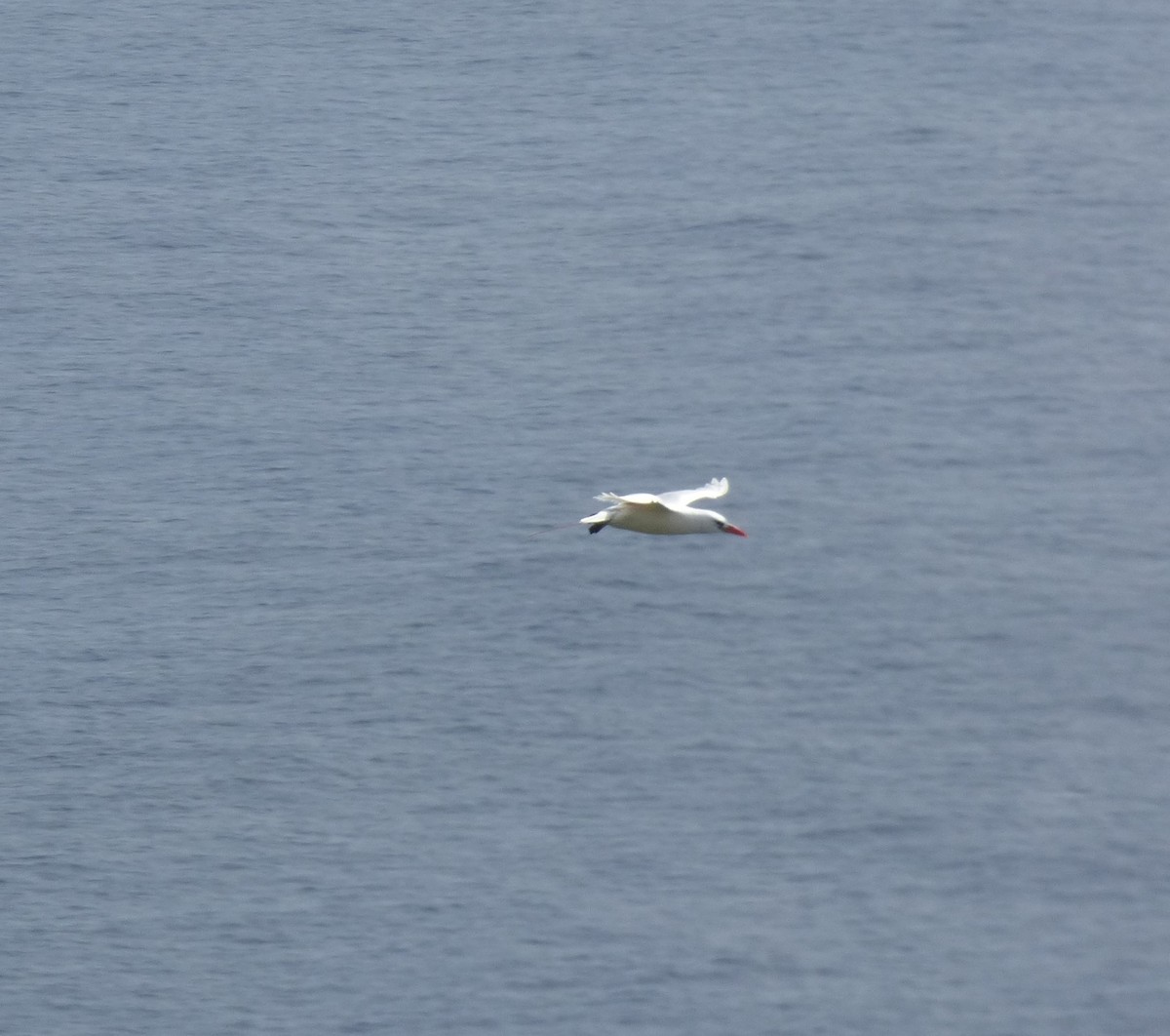 Red-tailed Tropicbird - ML620242360