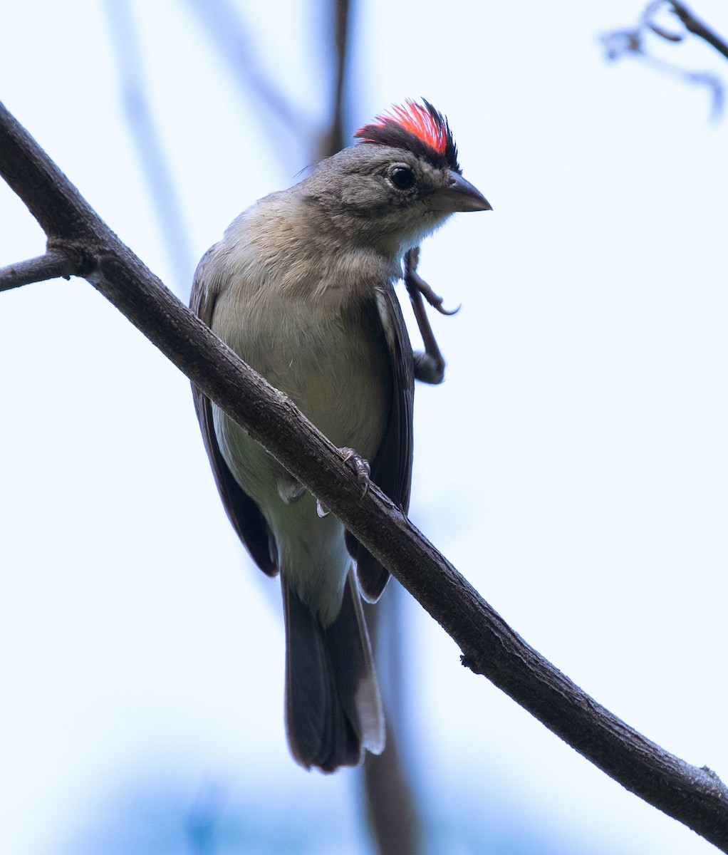 Pileated Finch - ML620242362