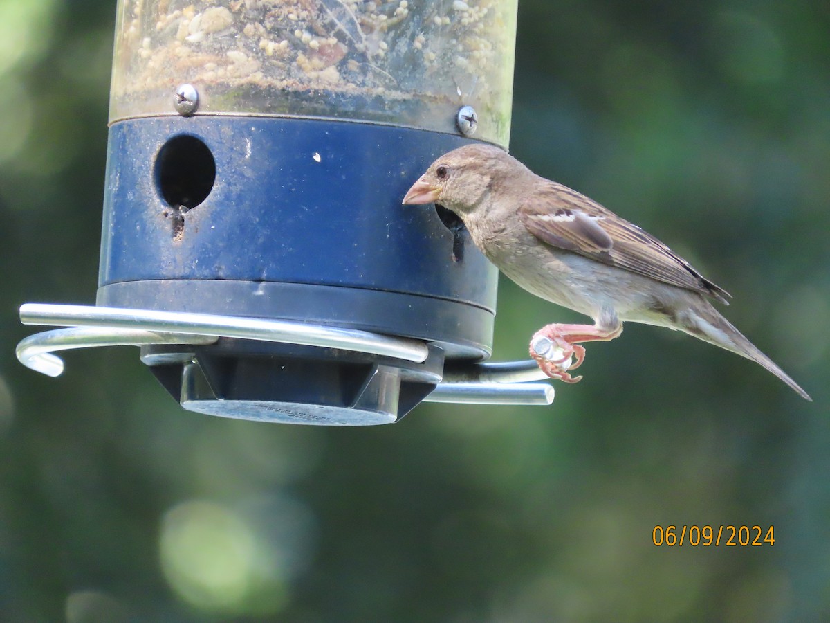 House Sparrow - ML620242368