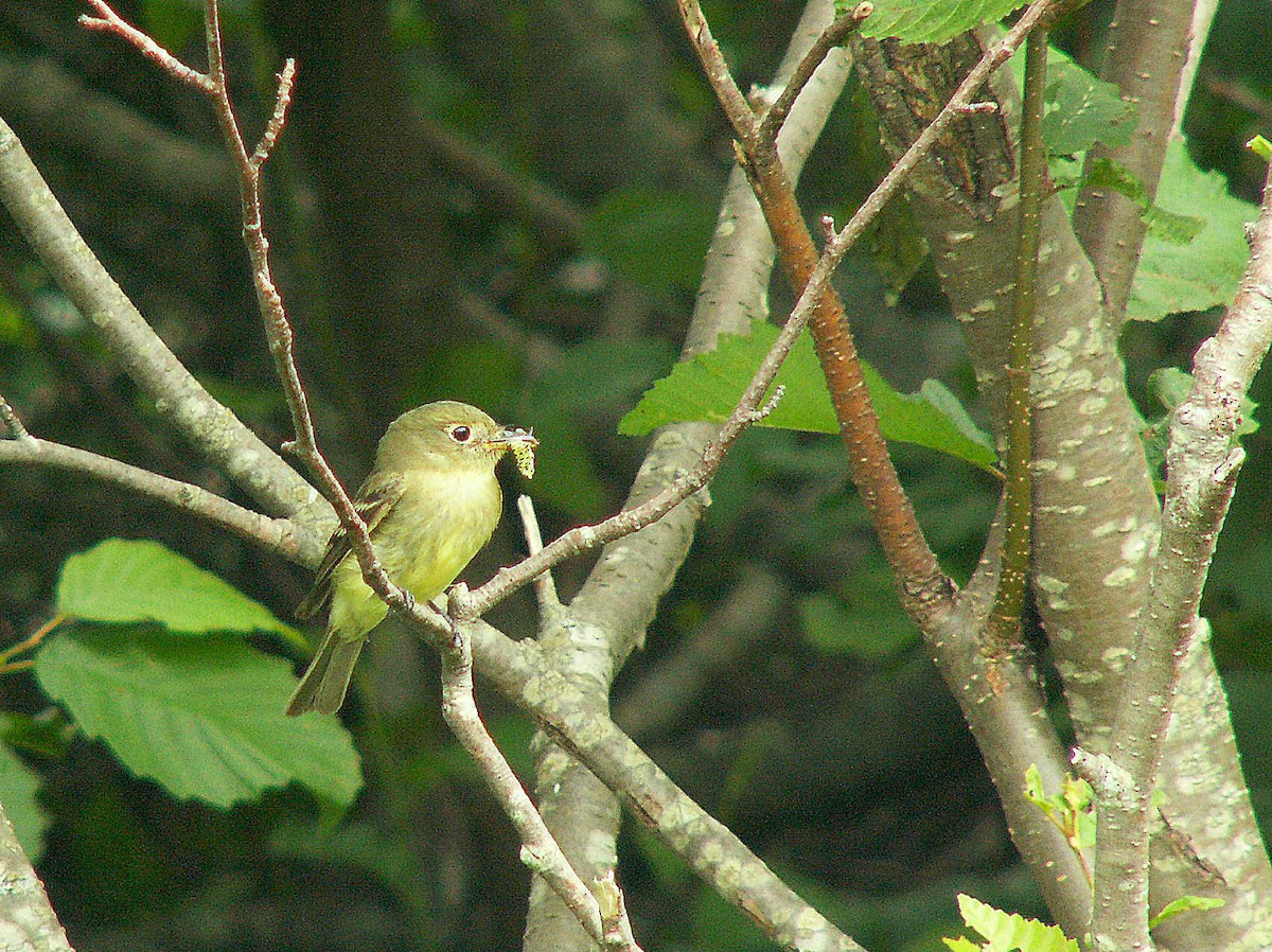 Yellow-bellied Flycatcher - ML620242378